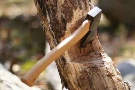 Өзбекстанда тереклерди нызамға қайшы түрде кескенлер ҳаққында мағлыўмат бергенлерге қанша пул төлениўи мәлим етилди