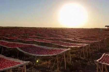 Франция ҳәм Италия базарларында Нөкис районында жетистирилген помидорларға талап артып бармақта