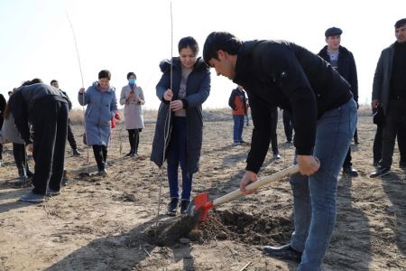 «Жасыл мәкан» акциясы даўам етеди: Қарақалпақстанда 8 миллионнан аслам терек нәллери егиледи