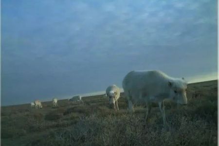 Үстирттеги «Сайгачий» қорықханасында соңғы 5 жылда биринши мәрте сайғақлар популяциясы бақланды