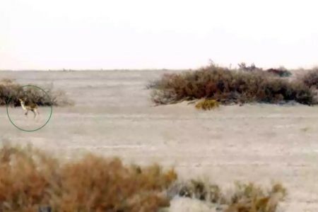 Жаңалық: Арал теңизиниң қурыған ултанында сайғақлар сүўретке алынды